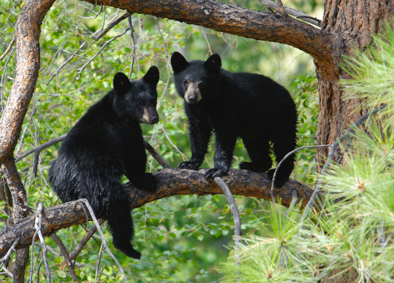 Two beautiful black bears in the great outdoors